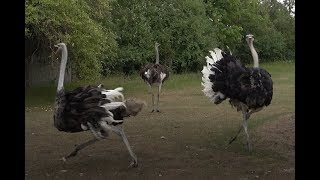 OSTRICH DANCE AND TRIPLE OSTRICH DANCE LOL  TexasGirly1979 [upl. by Maria431]