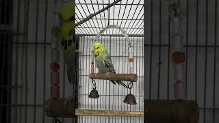 Majestic Green Budgie on Display A Stunning Perch Pose budgie budgerigarbird birds petbird [upl. by Yrtnahc]