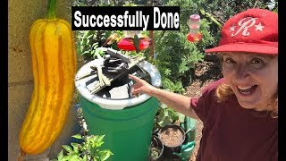 Gardening Fun amp Easy Garden Water Fountain Hummingbirds Collecting Seeds Year Old Zucchini Squash [upl. by Valma]