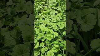 Foraging Ground Ivy foraging [upl. by Norri]