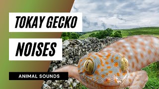 The Animal Sounds Tokay Gecko  Noises  Sound Effect  Animation [upl. by Truda]