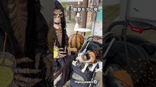 骸骨をガン見する犬と猫Halloween👻halloween 骸骨猫動画 ねこ 軽井沢 [upl. by Jackelyn714]