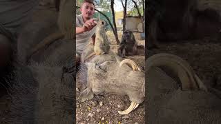 Welcome to the real life Lion King 😉🐒🐗🥰 animallover animals animalshorts lionking [upl. by Ilyk]