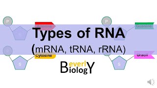 What Is 16s rRNA sequencing [upl. by Tadeas]