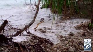 High Tide in Majuro Marshall Islands [upl. by Ignacio]