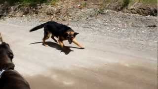 Not as amazing male Cane Corso vs aggressive German Shepherds [upl. by Akoyn]