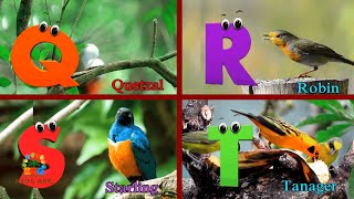 Birds phonics song for toddlers Phonics Song for kids Learn Alphabets with colorful birds [upl. by Chesna]