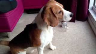 Boston Beagle barking and chasing the cats [upl. by Oirasor429]