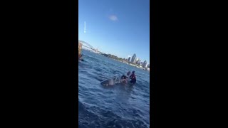 Fishermen reel in monster shark in Sydney Harbour [upl. by Raouf]