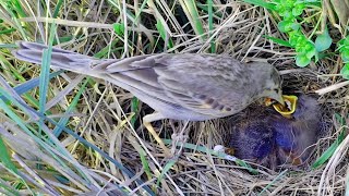 Beautiful pipit chicks feeding and babies and cleaning dirt from nest BirdPlusNest [upl. by Lati348]