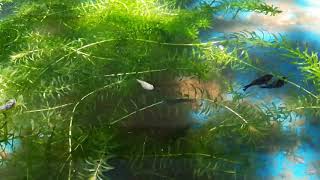 Hydrilla Aquatic Plant [upl. by Htezzil]