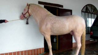 Caballo semental PORTUGUESHISPANO albino impresionante OJOS AZULES [upl. by Yetnom]