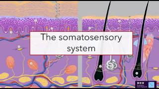 Somatic senses [upl. by Areid]