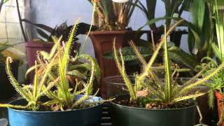 How to grow Carnivorous plants Detailed King Sundew Drosera regia Care and Culture [upl. by Joanne951]