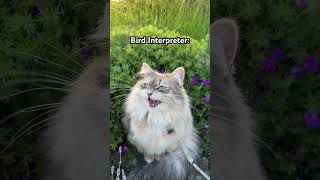 Freyja is a bird interpreter freyjathesiberiancat fluffycat funnycatvideo adventurecat cats 猫 [upl. by Ecidnak521]