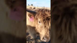 Harvesting Ear Jam and Saying Hi to Toodles highlandcows colorado ranching [upl. by Jezreel]