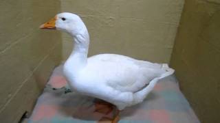 Beautiful Pet Goose with Diarrhoea [upl. by Hallsy]