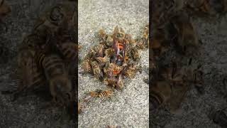 Disrupting a Hot Defensive Bee Ball Giant Hornet Revealed [upl. by Claudina384]