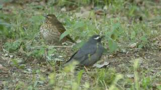 Siberian Thrush  Zoothera sibirica [upl. by Yeuh]