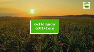 Get to Know GMO Corn [upl. by Koetke383]