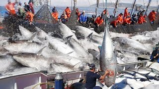 Amazing Big Catch on The Sea  Catching and Processing Hundreds Tons of Fish With Modern Big Boat [upl. by Ynattib]