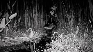 Alligator at Night burping up some Swamp Gas [upl. by Amador]