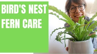 Birds nest fern care  Asplenium nidus [upl. by Ahsinelg]