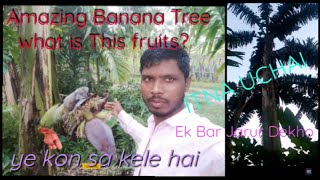 Amazing Banana Tree  Dont miss This video [upl. by Aisats]