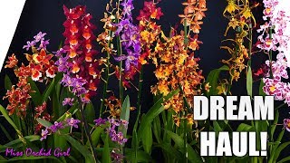 Dream Orchid Haul  Rare Oncidium intergenerics [upl. by Anierdna994]