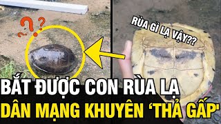 Bắt được CON RÙA LẠ thanh niên đăng lên nhờ CĐM giải đáp thì được khuyên THẢ NGAY  Tin Ngắn 3 Phút [upl. by Procter]