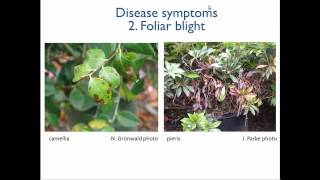 1 Introduction to Phytophthora [upl. by Aicssej]