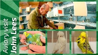 HALF SIDER budgie BREEDING PAIRS 😱periquitos de postura John Lees United Kingdom 🌍Budgie Planet [upl. by Selrhc]