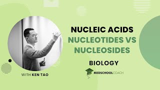 Nucleotides vs Nucleosides [upl. by Mchugh]