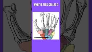 What is this called👈🤚youtube anatomy ytshorts medicaltest [upl. by Jinny142]