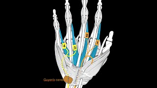 Hand Muscles [upl. by Amilas]