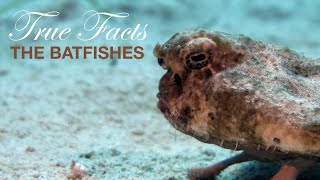 True Facts BatFishes [upl. by Nnybor]