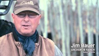 Winter Grazing Systems Early Spring Perennial Forage Grazing [upl. by Ike]