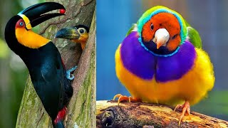 Découvre Les 10 Oiseaux Les Plus Beaux Du Monde [upl. by Zebaj672]