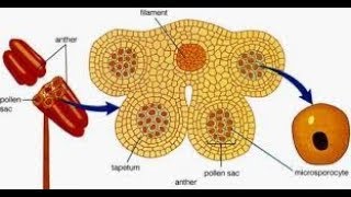 Tapetum  Types and its functions [upl. by Asiram]