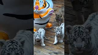 小虎帮出行可爱大猫little tigers gang，cute cats cute animals cat tiger baby [upl. by Brian408]