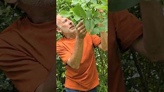 Wild Walnut juglans regia ediblegarden forest herbs foraging trees motivation adventure [upl. by Ynetruoc]