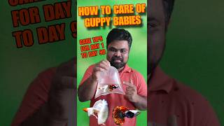 Care Tips For Guppies Babies Fry DAY 1 To DAY 90 [upl. by Louls298]