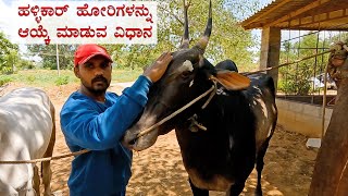 How to select Hallikar bulls  Shivu explains [upl. by Fi]