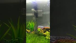 Aquatis aquarium sintetis😁 aquarium aquascape [upl. by Llezo]