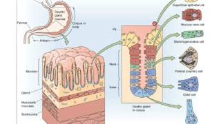 Physiologie de la DigestionSécrétion digestives partie 1 [upl. by Namreg549]