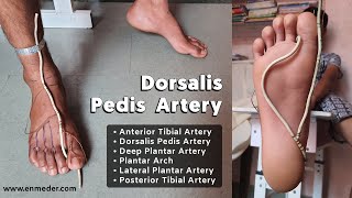 Dorsalis Pedis Artery 13  Foot Arteries  Lower Limb Anatomy [upl. by Leanahtan]