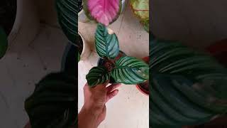 Calathea combo rs1050 cc whatsapp 9074051495 [upl. by Ahsitahs]