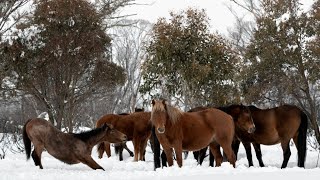 Aerial shooting of brumbies to recommence at Kosciuszko [upl. by Ahtekal]