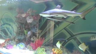 Huge private shark tank with fish [upl. by Leith]