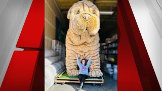 ‘I was in disbelief’ Las Vegas Nonprofit searching for 700 pound mascot thief [upl. by Seton146]